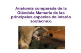 Anatomía Fisiológica de la Glándula Mamaria · También llamada cisterna de la ubre Se abre directamente a la cisterna del pezón La principal función es almacenamiento de leche
