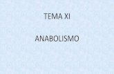 TEMA XI ANABOLISMO - IES ALFONSO X EL SAB · • El anabolismo heterótrofo, a diferencia del autótrofo, parte ya de sustancias orgánicas sencillas, elaborando con ellas otras más