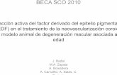 BECA SCO 2010 - Acadèmia de Ciències Mèdiques i de la ...Drusas actúan como El desarrollo de grandes drusas y la apoptosis ... Preparar el modelo Valorar el efecto de la administración
