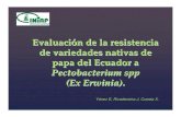 Evaluación de la resistencia de nativas de Ecuador a...Programa de mejora genética para la obtención de variedades con resistencia. Considerar la siembra de las variedades con buena