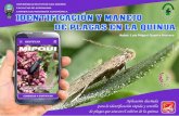 Autor: Luis Miguel Quenta Herrerakhipuy.agro.umsa.bo/wp-content/uploads/2019/09/GUIA-FINAL.pdf · En el cultivo de quinua se ha presentado un problema de Polillas (Eurysacca melanocampta