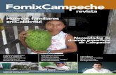 diversidad y contribución Huertos familiares en Calakmul · 2018. 5. 15. · EN ESTE NÚMERO 24 12 puertas adeNtro CoN la CieNCia universidad autónoma de Campeche (uaC): al servicio