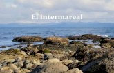 New El intermareal - UABCfcm.ens.uabc.mx/~adriana/Biologica/index_files/16. Zona... · 2016. 11. 22. · La Zona Intermareal . Definición . O. Franja a lo largo de la costa que queda