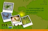 “macroalgas de los manglares de El Salvador.”ri.ues.edu.sv/id/eprint/4373/1/Bioma agosto 2013.pdf · 2013. 8. 2. · los arrecifes de coral. El desarrollo de la Ficología en