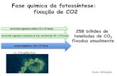 Fase quimica da fotossíntese: fixação de CO2rakluge.com.br/Aula_fotossintese3.pdf · Funções do Ciclo de Calvin-Benson •Manutenção da fixação de CO 2 (fase de indução)