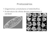 biologiacrns.files.wordpress.com · 2016. 6. 28. · Fileiras de cílios Figura 2.7 — Mobilidade celular: propulsäo ciliar. (A) Ondas metacrônicas de batimento ciliar em protozoário