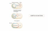 GENÉTICA DE BACTERIAS Genética de...En las bacterias, de forma natural, hay muchos tipos diferentes de plásmidos. Existen dos tipos de plásmidos: los plásmidos de fertilidad (F)