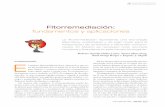 Fitorremediación - CIAOrganicociaorganico.net/documypublic/390_Fitorremediacion.pdfticipación de la comunidad microbiana asociada a su sistema de raíz. Cada una de las estrategias