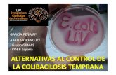 2 ALTERNATIVAS AL CONTROL DE LA COLIBACILOSIS ......• L. salivarius • L. gasseri - Ciegos/ hecesde otrasespecies - Glándulauropigial Solery col, 2008 BACTERIAS Y GLÁNDULA UROPIGIAL