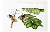 Libro Rojo de la Flora Venezolana - Fundacion Empresas Polar · 2017. 8. 12. · 111. Conservación de la flora venezolana Familia Cactaceae La familia Cactaceae comprende aproximadamente