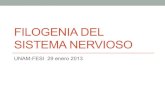 FILOGENIA DEL SISTEMA NERVIOSO - UNAM...Evolución del sistema nervioso humano • Las estrategias de supervivencia, y de conducta en general, son producto de una larga evolución.