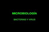 LA CÉLULA PROCARIOTA...4.1. Cápsula bacteriana • Características de grupos patógenos. • Es una capa gelatinosa formada principalmente por heterosacáridos. • Sus principales