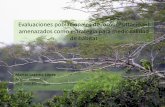 Evaluaciones poblacionales de loros (Psittacidae) amenazados como estrategia … · 2018. 5. 2. · Gráfico 1. Tendencia de los totales de loros para las cuatro especies de Amazona.
