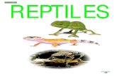 REPTILES · Beb-Com Reptiles 22 x 19 x 4 BY 11403 14 x 11 x 2.5 BY 1400 13 x 10 x 4 BY 11399 Beb-Com Reptiles 9 x 7.5 x 3 BY 6280 Playa Tortugas 20 cm 12295 27 x 20 x 4 BY 12380 Isla