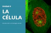 Unidad 4 LA CÉLULA - UOCopenaccess.uoc.edu/webapps/o2/bitstream/10609/97427/4/a... · 2020. 6. 19. · Unidad 4: La célula Las células eucariotas son posteriores y más complejas