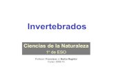 03 Invertebrates esp-ing - Hosting Miarrobacnriacarmen.webcindario.com/pdfs/03_Invertebrates_esp-ing.pdf · Tobe squeezed : Ser estrujado, apretado. CNIDARIOS(1) •Los Cnidarios