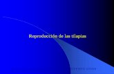 Reproducción de las tilapias · 2018. 3. 31. · Las tilapias de acuerdo a las diferentes especies que se presentan: nilotica, mosambica y aurea tienen diferente edad para la madurez