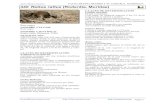 440 Rattus rattus (Rodentia, Muridae) - Monterizamonteriza.com/wp-content/uploads/mamiferos/440.rattus... · 2020. 10. 25. · Manual de los mamíferos de España y Europa. Ed. Omega.