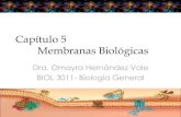 Capítulo 5 Membranas Biológicas · 5.1. Estructura de Membranas Biológicas Introducción-Resumen Estructuras complejas y dinámicas formadas por moléculas de lípidos y proteínas