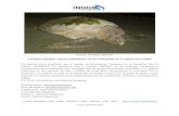 Tortugas marinas: especies indicadoras de los ecosistemas ......Las tortugas son de gran importancia ecológica pues representan una fuente alimenticia para los jaguares en el Parque
