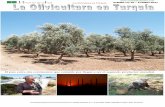 El país entre dos continentes que ... - Plantones de Olivo › wp-content › ...Las variedades de olivo en Turquía Si pudiéramos clasificar hasta la última variedad local presente