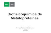 Biofisicoquímica de Metaloproteínas - UNL...-Transporte de O2 y almacenamiento (Hemoglobina y Mioglobina) -Respiración celular clústeres de hierro-azufre y grupos hemo de las proteínas