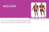 MIOLOGÍAs4f1d769cf586f6c7.jimcontent.com/.../name/MIOLOGIA.pdf · 2015. 8. 21. · La Miología •La miología es el estudio de los músculos y del tejido muscular. •MÚSCULO: