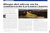 Riego del olivar en la comarca de La Loma (Jaén) · 2007. 9. 7. · Pararámica de olivar tradicional de riego en Canena (zona más occidental de la coman;a). En la parte superior