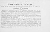 Sociedad Biología Chilerchn.biologiachile.cl/pdfs/1903/3/Porter_1903.3a.pdf140 mm. Se encuentra tam bien en California i Australia. Pseudosquilla Lessoni a Coquimbo i Ile- 29.—