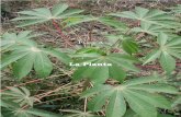 La Planta - CORE · 2017. 12. 17. · desarrollo de la planta de yuca”, escrito por James H. Cock. Del libro: “La yuca frente al hambre del mundo tropical” (Alvaro Montaldo,