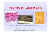TECIDOS ANIMAIS - Galiciacentros.edu.xunta.es/iesoteropedrayo.ourense/dptos/...Tipos de Neuronas Multipolares: a maioría das neuronas, presenta numerosas dendritas que se proxectan