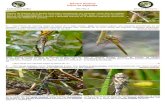 Género Aeshna Clave de especies - Biodiversidad Virtual · 2011. 6. 16. · Género Aeshna Clave de especies Ref: Odo. 5 Aeshna: Genero de libélulas de la familia Aeshnidae caracterizado