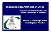 Inseminación Artificial en Aves · 2006. 8. 2. · Inseminación Artificial en Aves Departamento de Industria Pecuaria Recinto Universitario de Mayaguez Héctor L. Santiago, Ph.D.