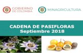 CADENA DE PASIFLORAS Septiembre 2018 · 2019. 6. 25. · 1.1 Indicadores Generales • Las Pasifloras están presentes en 24 Departamentos y 422 Municipios con más de 15.000 hectáreas