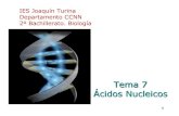 Tema 7 Ácidos Nucleicos...2 Tema 7. Ácidos nucleicos • Componentes del ácido nucleico • Nucleótidos no nucleicos • ADN: composición química y localización • El modelo