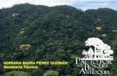 ADRIANA MARÍA PÉREZ GUZMÁN Secretaria Técnica...2017/05/07  · acciones del Pacto por los Bosques de Antioquia y logre las gestiones institucionales y de la información, necesarias