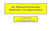 10. Phylum Firmicutes Bastones no esporulados · 2019. 3. 10. · Erysipeloid is the of in While it has been that the Of could be declining due to adv in industries. Still in specific