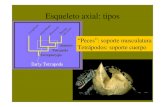 “Peces”: soporte musculatura Tetrápodos: soporte cuerpo PAVYH... · 2008. 10. 27. · La evidencia de un pulgar falso en el carnivoro Mioceno Sinocyon, arroja luz sobre la evolución