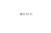 Ribosomes - WordPress.com€¦ · sintetitzen les proteïnes codificades per l’ADNmitocondrial ... • Hi ha 2 maneres de secreció de les vesícules des de la cara TRANS: ‐ Secreció