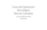 Curso de Exploración Neurológica Nervios Craneales · 2019. 12. 7. · Exploración Clínica. Nervio Olfatorio La perdida olfatoria unilateral es mas significativa que la bilateral