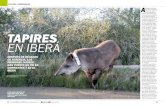Esteros del Iberá, Corrientes, Argentina - “pantanos” TAPIRES EN … · 2017. 7. 19. · 32 · Revista EL PATO · NOVIEMBRE 2016 · elpatowebsite.com Revista El Pato 33 ECOLOGÍA