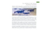 EL BÚFALO DE AGUA (Bubalus bubal!s)repositorio.geotech.cu/jspui/bitstream/1234/1908/6/Especies Invasor… · EL BÚFALO DE AGUA (Bubalus bubal!s) Bubalus buba/is (figura 30), es