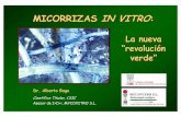 MICORRIZAS IN VITRO - SEAE · Las Micorrizas se forman cuando algunos hongos beneficiosos del suelo entran en las raíces de las plantas y “viven en común” con ellas; es decir,