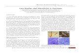 Las Trufas del Desierto o Turmas · 2020. 2. 24. · de cultivo in vitro (Morte y Honrubia 1992), lo que permitió llevar a cabo la simbiosis in vitro (Morte et al. 1994), para poder
