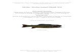 Salvelino - Salvelinus fontinalis (Mitchill, 1814)digital.csic.es/bitstream/10261/177787/1/salfon_v1.pdf · 2019. 7. 9. · (1997) observaron que el 50% de los peces se encontraron