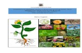 POSTأچTULO PRIMER CICLO CIENCIAS NATURALES -2019 diferentes grupos del reino vegetal (Briأ³fitos, Pteridأ³fitos,