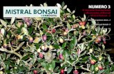III Jornada Asociaciones y aficionados al Bonsái Mistral Bonsai - 2 Mistral Bonsai - 2 Olivos que parecen olivos - 4 Los olivos en bonsái - 9 Nuestra librería - 16. 2. 3. 4 Olivos