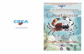 GUIA DE BIODIVERSIDAD - uantof.cl crustaceos.pdf · 2006. 8. 5. · 3 Introducción Los Decápodos chilenos bentónicos representan alrededor de 250 especies identificadas, sin embargo,