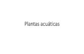 Plantas acuáticas€¦ · Plantas acuáticas. Acrostichum amygdalifolium PTERIDACEAE Helecho de manglar Precio: $150.00 (70 cm) Existencia: 15 Arbusto siempre verde de hasta 2 m
