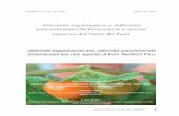 Jaltomata angasmarcae y Jaltomata pauciseminata (Solanaceae) dos nuevas especies …web.ccsu.edu/faculty/mione/pdf/Jaltomata.angasmarcae.pdf · 2016. 3. 21. · 26 21 (1): Enero -